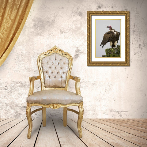 Kenya Lappet-faced vulture standing on treetop Gold Ornate Wood Framed Art Print with Double Matting by Williams, Joanne