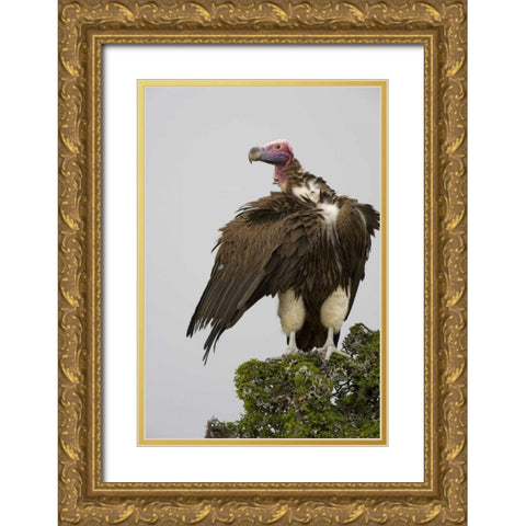 Kenya Lappet-faced vulture standing on treetop Gold Ornate Wood Framed Art Print with Double Matting by Williams, Joanne