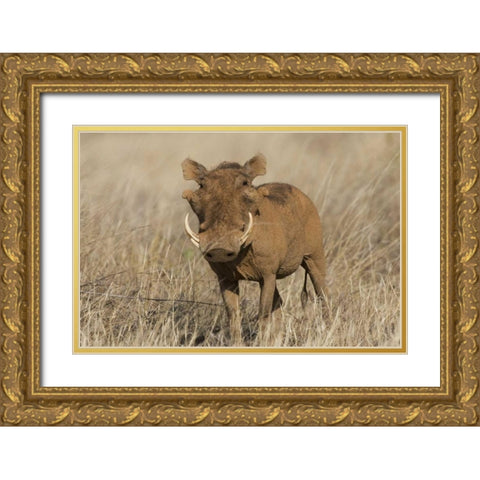 Kenya Frontal view of male warthog with tusks Gold Ornate Wood Framed Art Print with Double Matting by Williams, Joanne