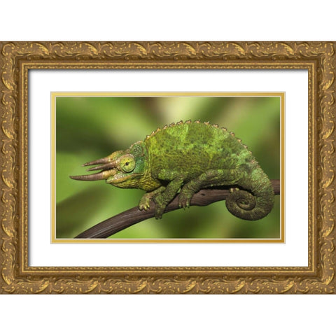 Kenya Close-up of Jacksons Chameleon on limb Gold Ornate Wood Framed Art Print with Double Matting by Flaherty, Dennis