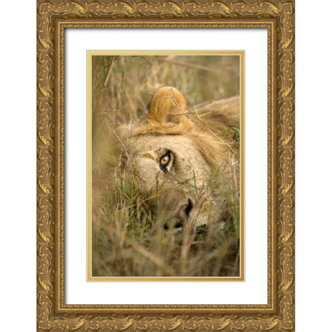 Kenya, Masai Mara Male lion sleeping in grass Gold Ornate Wood Framed Art Print with Double Matting by Zuckerman, Jim