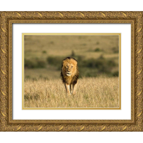 Kenya, Masai Mara Male lion walking in dry grass Gold Ornate Wood Framed Art Print with Double Matting by Zuckerman, Jim