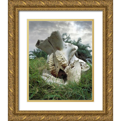 Kenya, Masai Mara Game Reserve Elephant skull Gold Ornate Wood Framed Art Print with Double Matting by Zuckerman, Jim