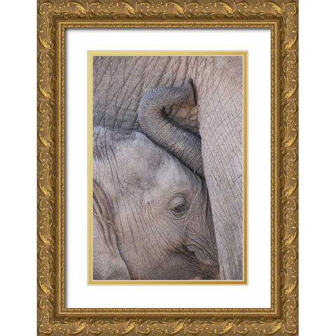 Kenya, Masai Mara Baby elephant nursing Gold Ornate Wood Framed Art Print with Double Matting by Zuckerman, Jim