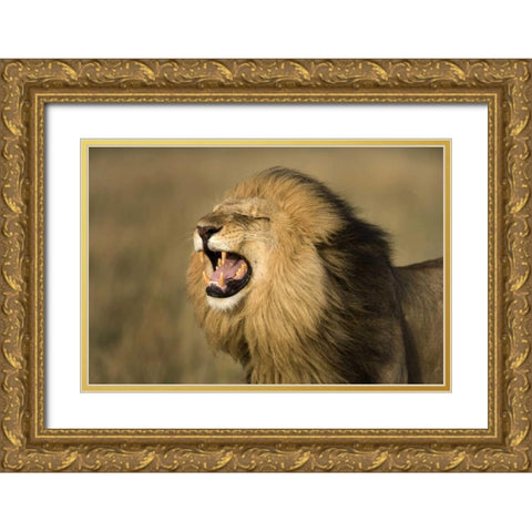 Kenya, Masai Mara Game Reserve Male lion roaring Gold Ornate Wood Framed Art Print with Double Matting by Zuckerman, Jim