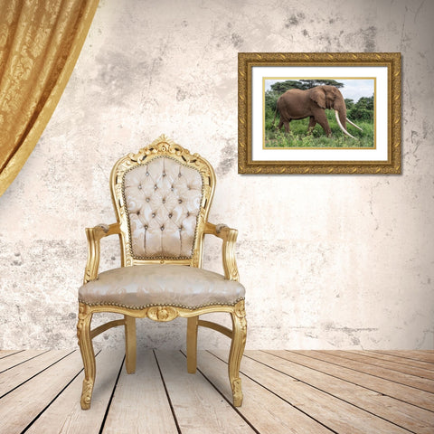Africa-Kenya-Amboseli National Park Close-up of walking elephant  Gold Ornate Wood Framed Art Print with Double Matting by Jaynes Gallery