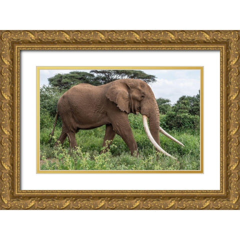 Africa-Kenya-Amboseli National Park Close-up of walking elephant  Gold Ornate Wood Framed Art Print with Double Matting by Jaynes Gallery