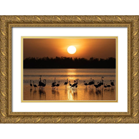 Africa-Kenya-Amboseli National Park Greater flamingos in water at sunrise  Gold Ornate Wood Framed Art Print with Double Matting by Jaynes Gallery