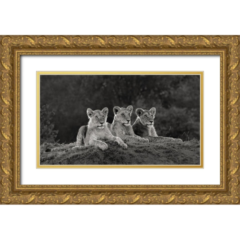 Africa-Kenya-Maasai Mara National Reserve Three resting lions  Gold Ornate Wood Framed Art Print with Double Matting by Jaynes Gallery