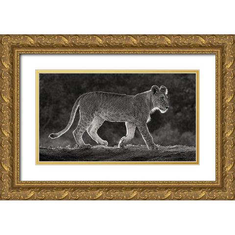 Africa-Kenya-Maasai Mara National Reserve Backlit close-up of young lion  Gold Ornate Wood Framed Art Print with Double Matting by Jaynes Gallery