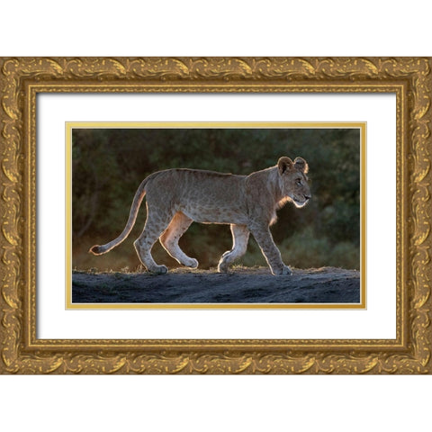 Africa-Kenya-Maasai Mara National Reserve Backlit close-up of young lion  Gold Ornate Wood Framed Art Print with Double Matting by Jaynes Gallery