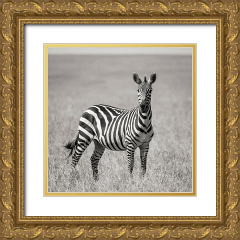 Africa-Kenya-Maasai Mara National Reserve Close-up of lone zebra  Gold Ornate Wood Framed Art Print with Double Matting by Jaynes Gallery