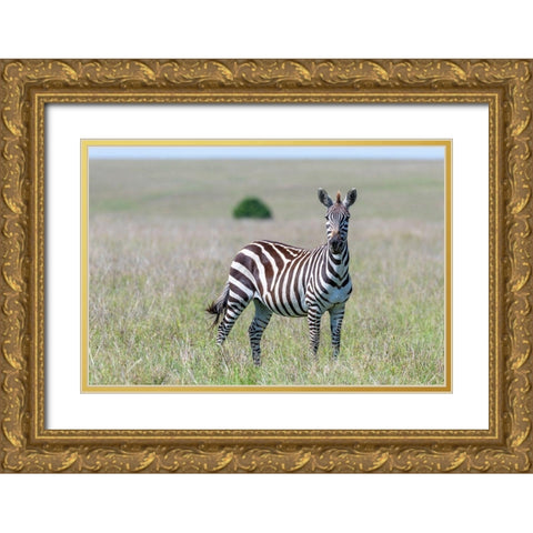 Africa-Kenya-Maasai Mara National Reserve Close-up of lone zebra  Gold Ornate Wood Framed Art Print with Double Matting by Jaynes Gallery