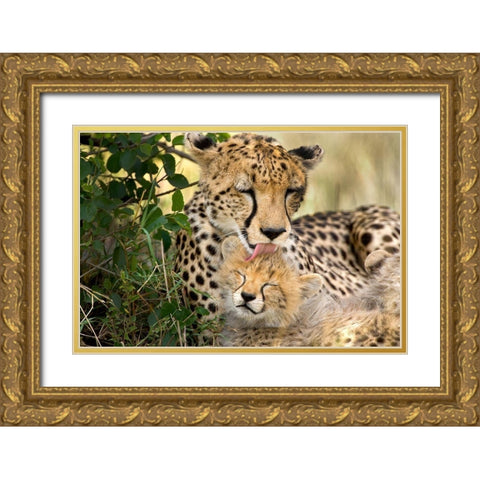 Kenya-Masai Mara National Reserve Cheetah mother grooming cub Gold Ornate Wood Framed Art Print with Double Matting by Jaynes Gallery