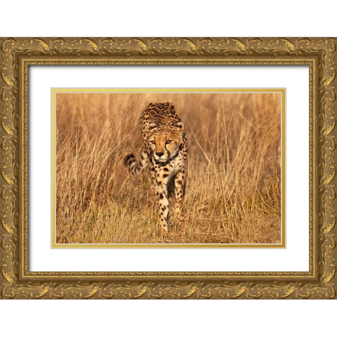 Kenya-Masai Mara National Reserve Cheetah close-up at sunset Gold Ornate Wood Framed Art Print with Double Matting by Jaynes Gallery
