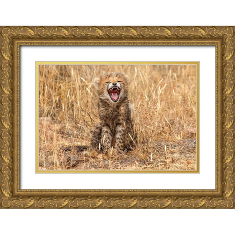 Kenya-Masai Mara National Reserve Close-up of cheetah cub yawning Gold Ornate Wood Framed Art Print with Double Matting by Jaynes Gallery