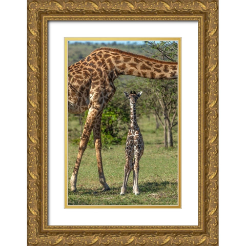 Kenya-Masai Mara Conservancy Mother and newborn giraffe close-up Gold Ornate Wood Framed Art Print with Double Matting by Jaynes Gallery