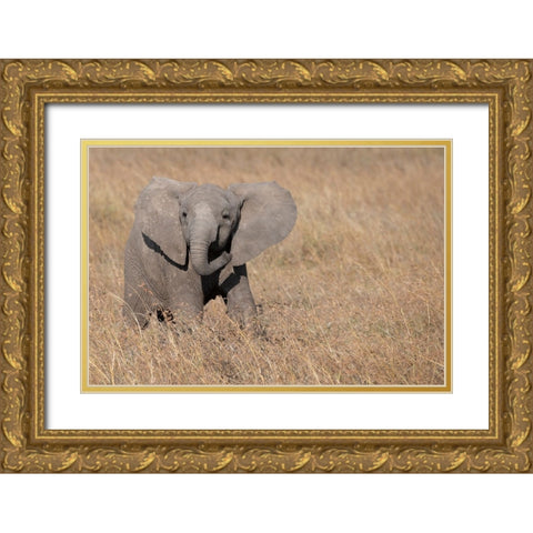 Africa-Kenya-Ol Pejeta Conservancy-Baby African elephant Gold Ornate Wood Framed Art Print with Double Matting by Hopkins, Cindy Miller