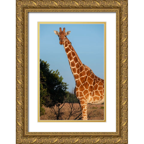 Africa-Kenya-Ol Pejeta Conservancy-Reticulated giraffe with yellow-billed oxpeckers Gold Ornate Wood Framed Art Print with Double Matting by Hopkins, Cindy Miller