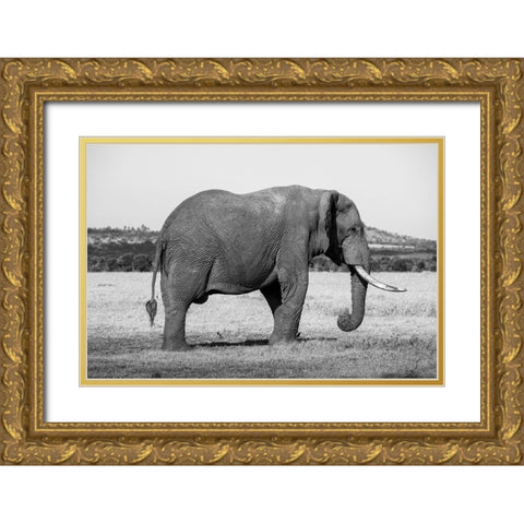Africa-Kenya-Ol Pejeta Conservancy-Lone bull African elephant Gold Ornate Wood Framed Art Print with Double Matting by Hopkins, Cindy Miller