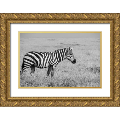 Africa-Kenya-Ol Pejeta Conservancy-Bruchells zebra-Equus burchellii-in grassland habitat, Gold Ornate Wood Framed Art Print with Double Matting by Hopkins, Cindy Miller