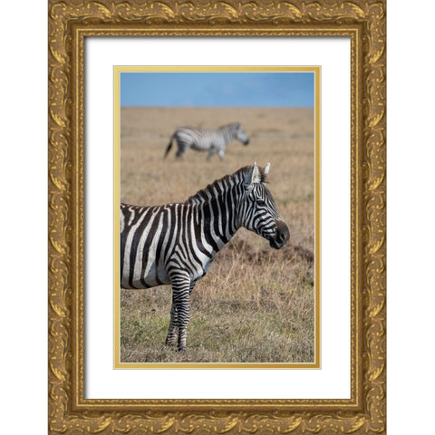 Africa-Kenya-Ol Pejeta Conservancy-Bruchells zebra-Equus burchellii-in grassland habitat Gold Ornate Wood Framed Art Print with Double Matting by Hopkins, Cindy Miller