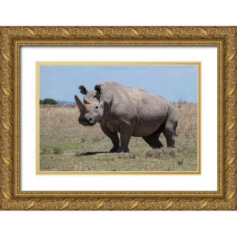 Africa-Kenya-Ol Pejeta Conservancy-one of the last 2 critically endangered Northern white rhinos Gold Ornate Wood Framed Art Print with Double Matting by Hopkins, Cindy Miller