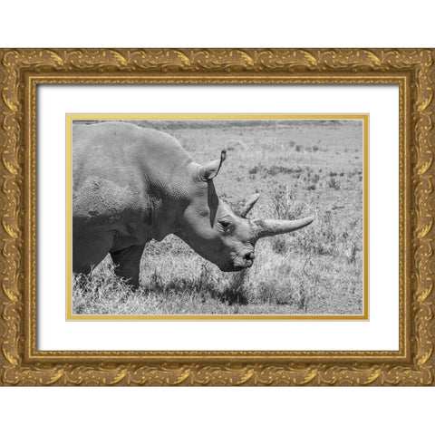 Africa-Kenya-Ol Pejeta Conservancy-one of last 2 critically endangered Northern white rhinos Gold Ornate Wood Framed Art Print with Double Matting by Hopkins, Cindy Miller