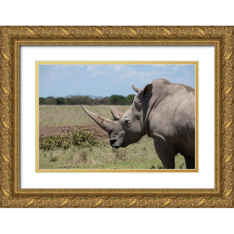 Africa-Kenya-Ol Pejeta Conservancy-One the last 2 critically endangered Northern white rhinos Gold Ornate Wood Framed Art Print with Double Matting by Hopkins, Cindy Miller