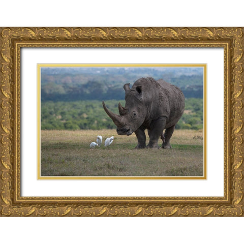 Africa-Kenya-Ol Pejeta-Southern white rhinoceros-Ceratotherium simum simum-with cattle egrets Gold Ornate Wood Framed Art Print with Double Matting by Hopkins, Cindy Miller