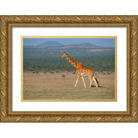 Africa-Kenya-Ol Pejeta Conservancy-Reticulated giraffe Endangered species Gold Ornate Wood Framed Art Print with Double Matting by Hopkins, Cindy Miller