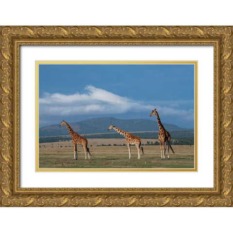 Africa-Kenya-Northern Frontier District-Ol Pejeta Conservancy-Reticulated giraffe Gold Ornate Wood Framed Art Print with Double Matting by Hopkins, Cindy Miller