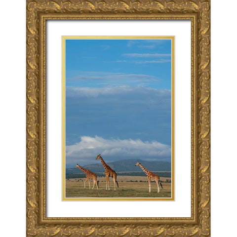 Africa-Kenya-Northern Frontier District-Ol Pejeta Conservancy-Reticulated giraffes Gold Ornate Wood Framed Art Print with Double Matting by Hopkins, Cindy Miller