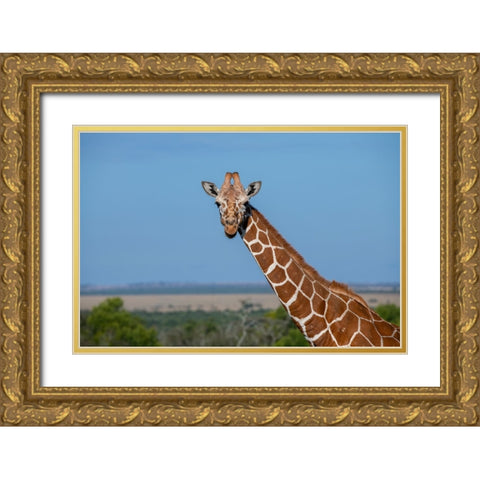 Africa-Kenya-Laikipia Plateau-Ol Pejeta Conservancy-Reticulated giraffe Endangered species Gold Ornate Wood Framed Art Print with Double Matting by Hopkins, Cindy Miller