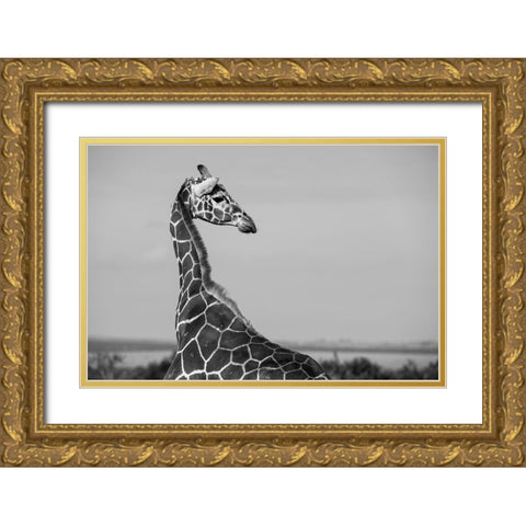 Africa-Kenya-Ol Pejeta Conservancy-Reticulated giraffe Endangered species Gold Ornate Wood Framed Art Print with Double Matting by Hopkins, Cindy Miller