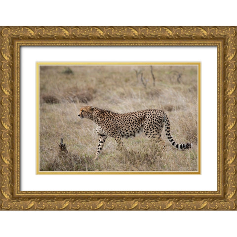 Africa-Kenya-Laikipia Plateau-Ol Pejeta Conservancy-Lone male cheetah-endangered species Gold Ornate Wood Framed Art Print with Double Matting by Hopkins, Cindy Miller