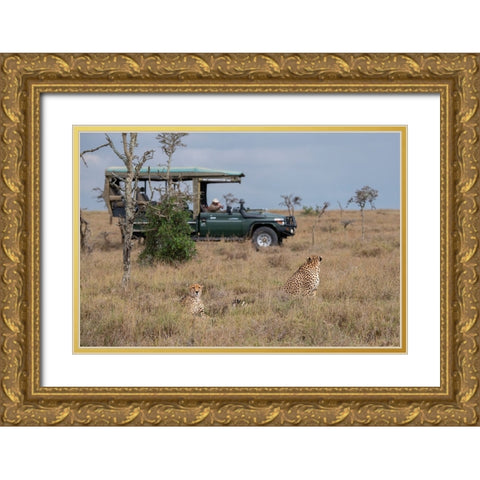 Africa-Kenya-Ol Pejeta Conservancy-Safari jeep with male cheetahs-endangered species Gold Ornate Wood Framed Art Print with Double Matting by Hopkins, Cindy Miller