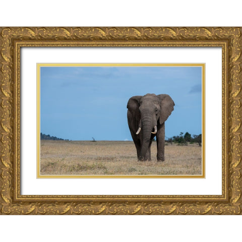 Africa-Kenya-Laikipia Plateau-Ol Pejeta Conservancy-Lone bull African elephant Gold Ornate Wood Framed Art Print with Double Matting by Hopkins, Cindy Miller