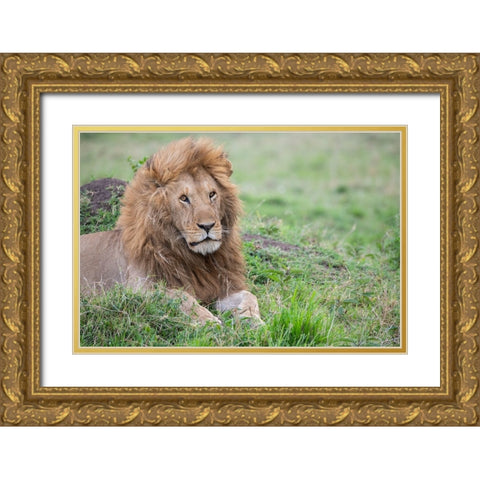 Africa-Kenya-Northern Serengeti Plains-Maasai Mara-Male lion Gold Ornate Wood Framed Art Print with Double Matting by Hopkins, Cindy Miller