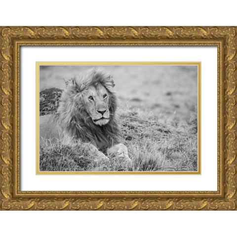 Africa-Kenya-Northern Serengeti Plains-Maasai Mara-Male lion Gold Ornate Wood Framed Art Print with Double Matting by Hopkins, Cindy Miller