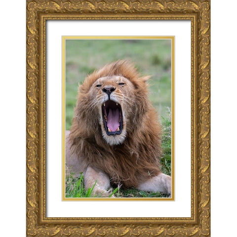 Africa-Kenya-Serengeti Plains-Maasai Mara-Male lion yawning Gold Ornate Wood Framed Art Print with Double Matting by Hopkins, Cindy Miller