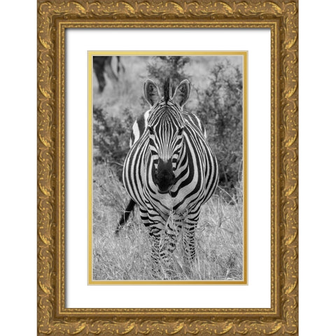 Africa-Kenya-Serengeti Plains-Maasai Mara-Plains zebra aka Burchells zebra Gold Ornate Wood Framed Art Print with Double Matting by Hopkins, Cindy Miller