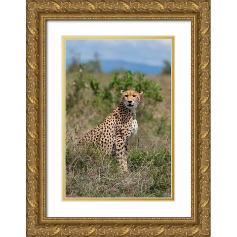 Africa-Kenya-Serengeti Plains-Maasai Mara-Female cheetah-endangered species Gold Ornate Wood Framed Art Print with Double Matting by Hopkins, Cindy Miller