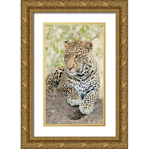 African leopard- Kenya- Africa Gold Ornate Wood Framed Art Print with Double Matting by McDonald, Joe and Maryann
