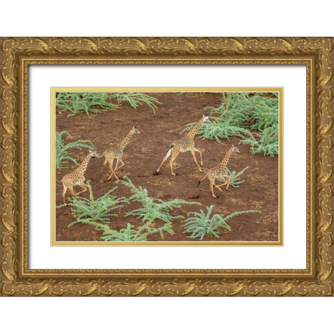 Africa-Kenya-Shompole-Aerial view herd of Giraffes running in Shompole Conservancy in Rift Valley Gold Ornate Wood Framed Art Print with Double Matting by Souders, Paul