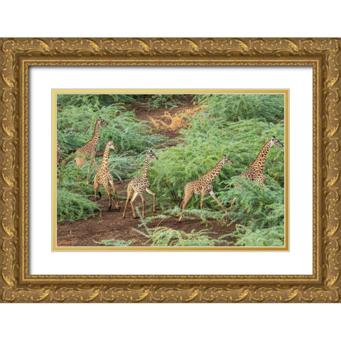 Africa-Kenya-Shompole-Aerial view herd of Giraffes walking in Shompole Conservancy in Rift Valley Gold Ornate Wood Framed Art Print with Double Matting by Souders, Paul