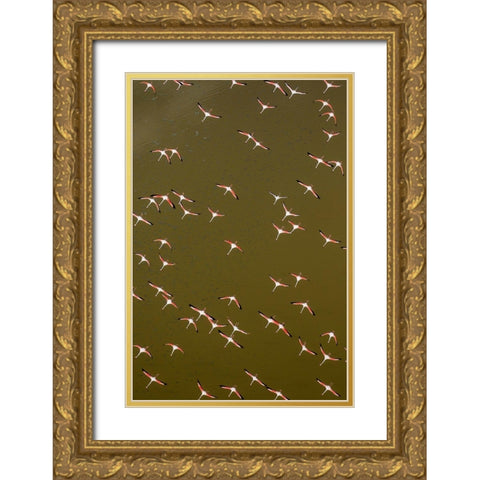 Africa-Kenya-Magadi-Aerial view of Lesser Flamingos flying along shore of Lake Magadi Gold Ornate Wood Framed Art Print with Double Matting by Souders, Paul