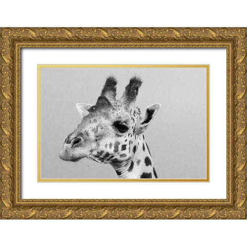 Portrait of a giraffe-Giraffa camelopardalis-Tsavo-Kenya Gold Ornate Wood Framed Art Print with Double Matting by Pitamitz, Sergio
