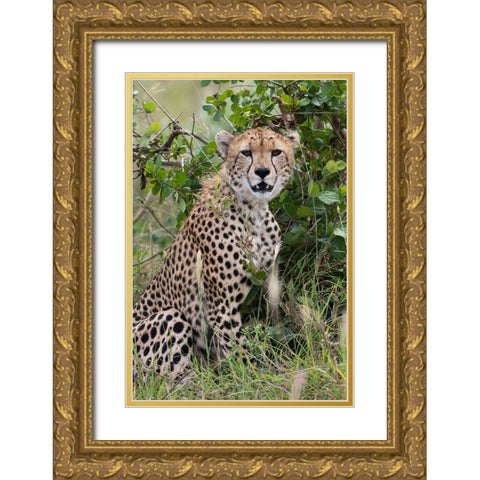 Cheetah-Acinonyx jubatus-Tsavo-Kenya Gold Ornate Wood Framed Art Print with Double Matting by Pitamitz, Sergio