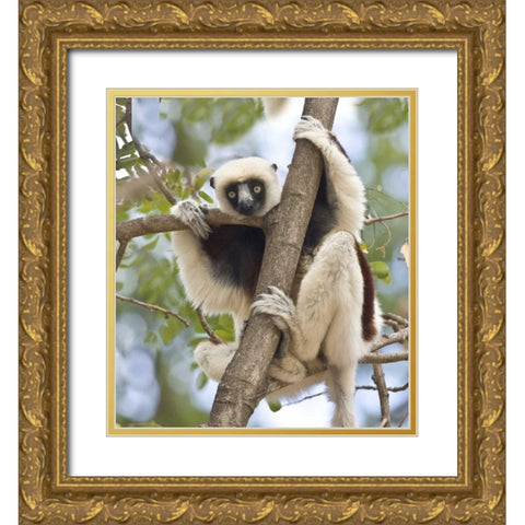 Madagascar Sifaka lemur perched in tree Gold Ornate Wood Framed Art Print with Double Matting by Williams, Joanne